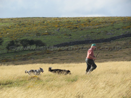 Farmer with his dogs!